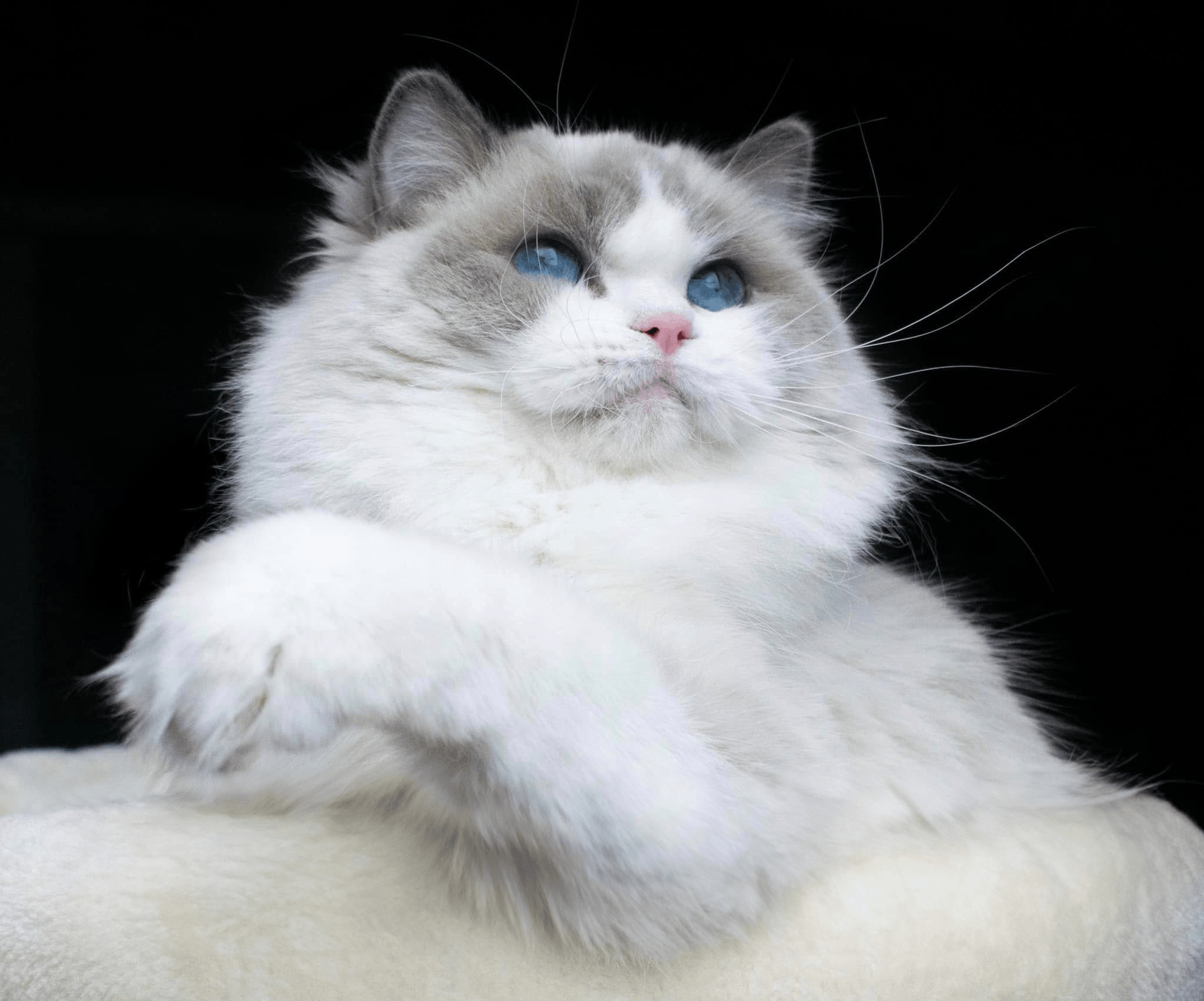 Ragdoll kot