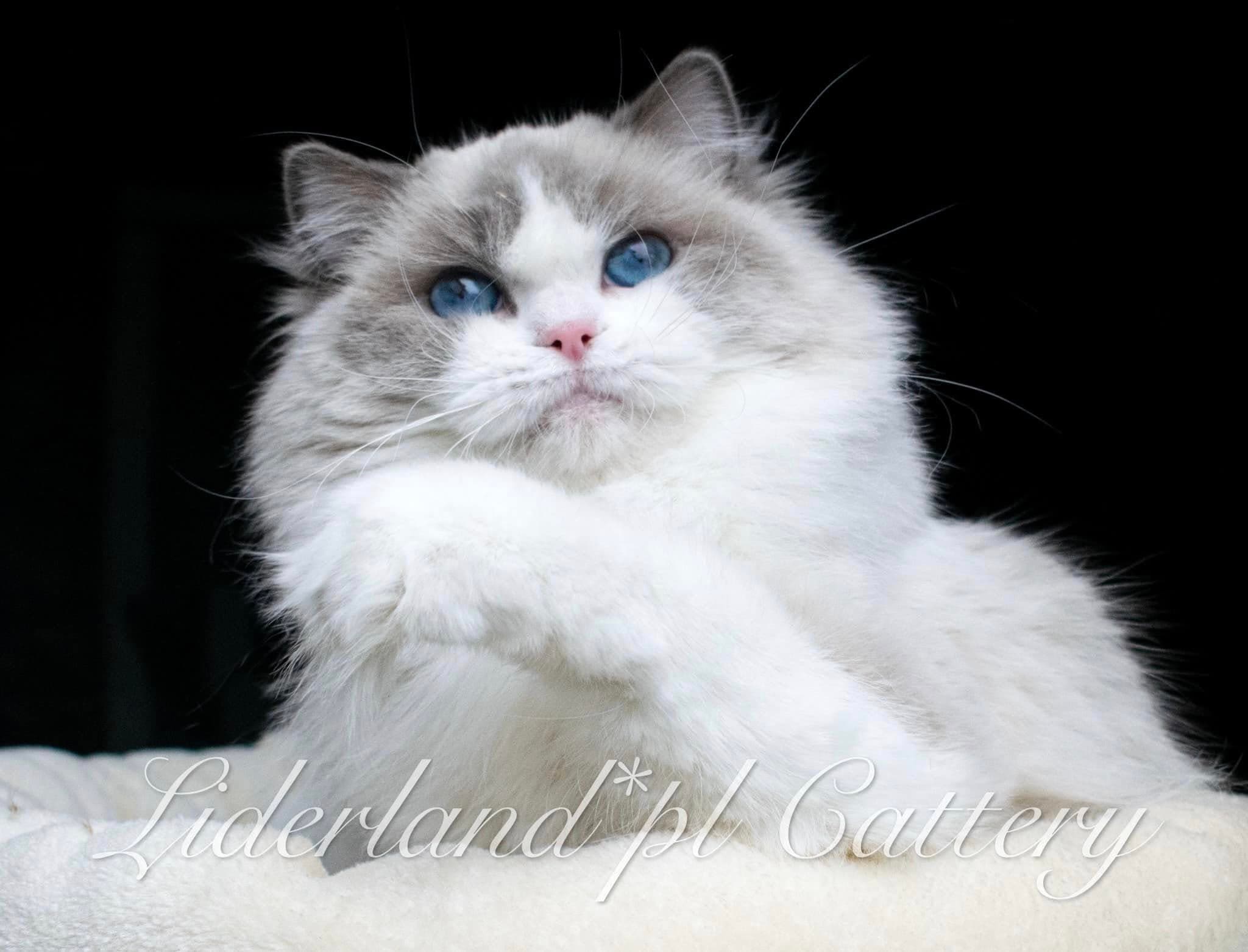 Ragdoll kot