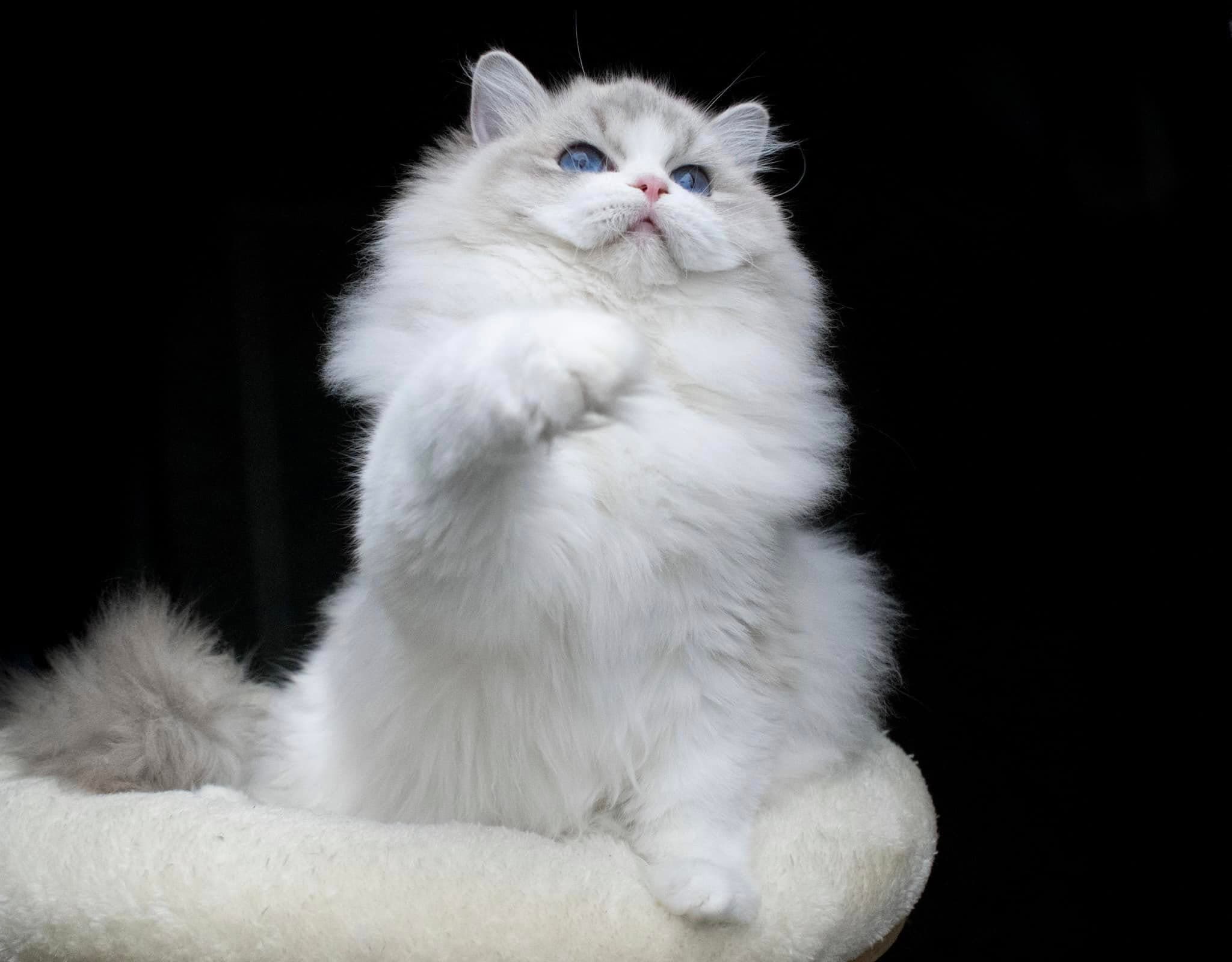 Ragdoll kot