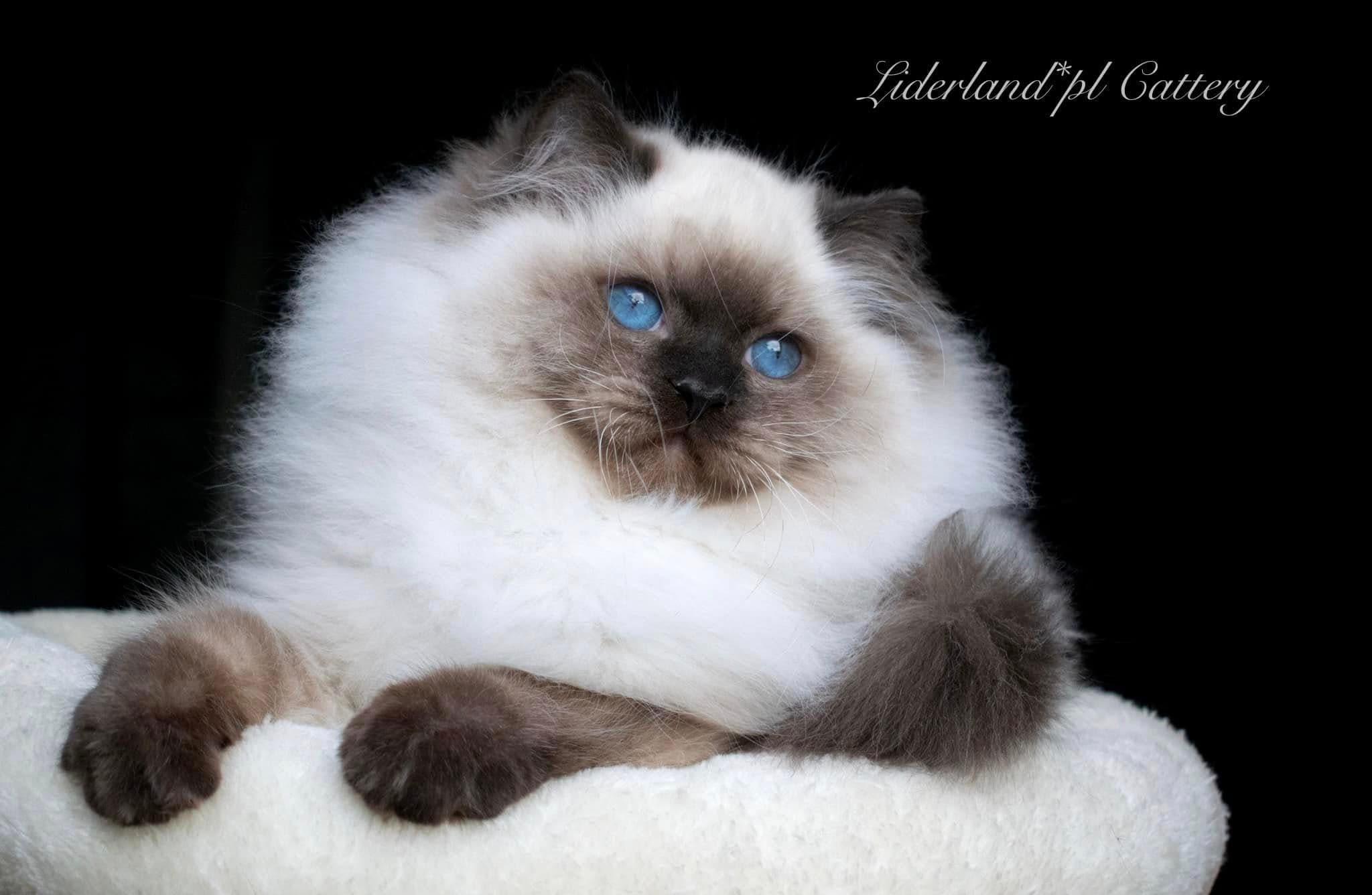 Ragdoll kot